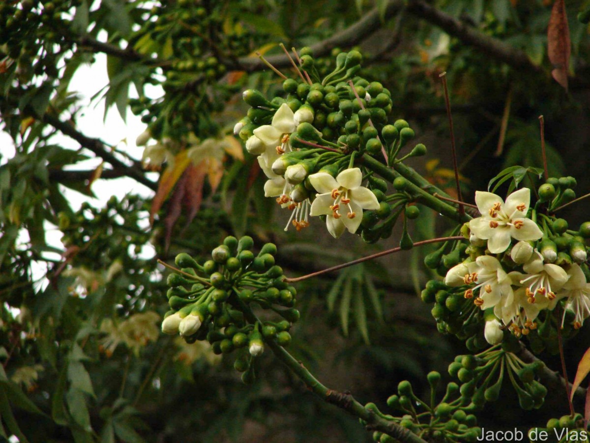 Ceiba pentandra (L.) Gaertn.
